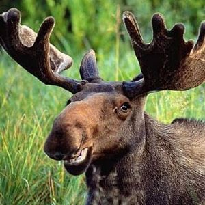 Meet your Posher, Ari